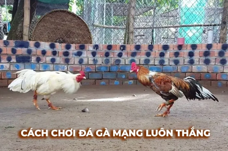 Khám Phá Cách Chơi Đá Gà Sabong Tại JBO Đầy Sôi Động Và Hấp Dẫn